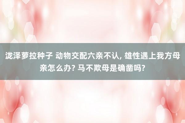 泷泽萝拉种子 动物交配六亲不认， 雄性遇上我方母亲怎么办? 马不欺母是确凿吗?