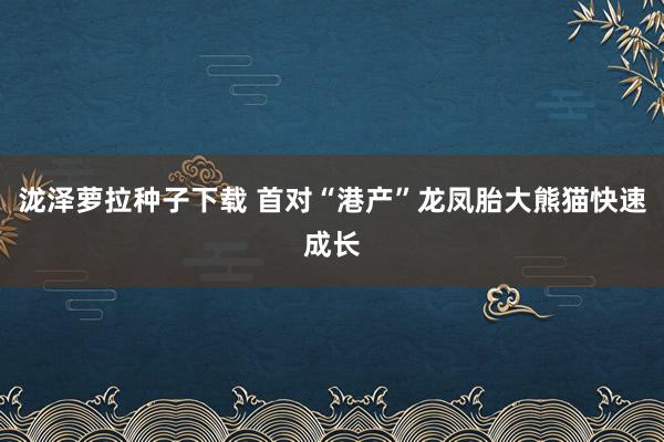 泷泽萝拉种子下载 首对“港产”龙凤胎大熊猫快速成长